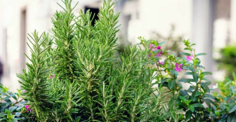 The Underrated Herb North Carolina Gardeners Are Growing To Handle Water Restrictions