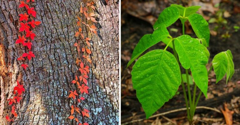 The Bright Red Vine Climbing New Jersey Fences This Fall Is One You Should Not Touch