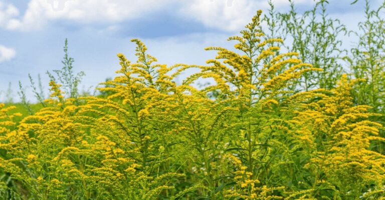 The Real Culprit Behind New Jersey’s Goldenrod Allergy Myth
