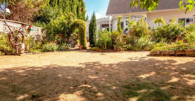 yard damaged by summer heat