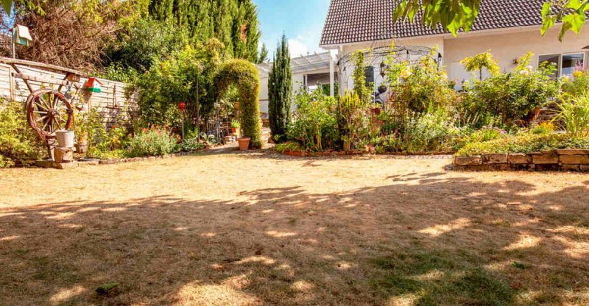 yard damaged by summer heat