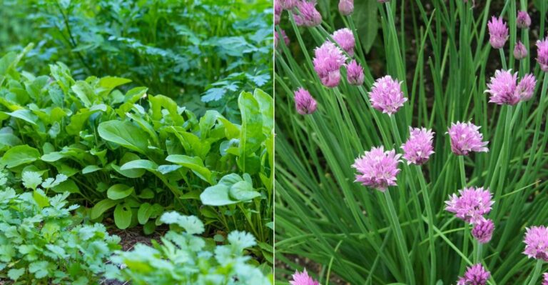 Cool-Season Herbs California Gardeners Can Start From Seed This September