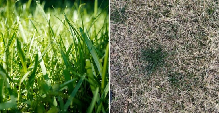 Should Georgia Homeowners Overseed Warm Season Lawns With Ryegrass