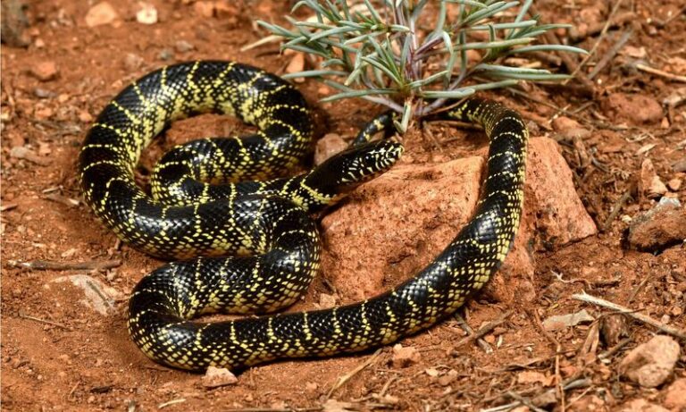 More Arizona Kingsnakes In Your Yard Means Fewer Rattlesnakes And Rats (How To Attract Them)