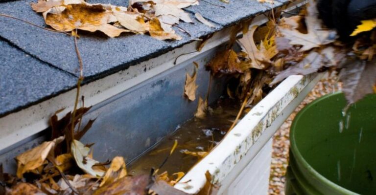 The Florida Gutter Problem That Keeps Mosquitoes Breeding Even After The Yard Looks Dry