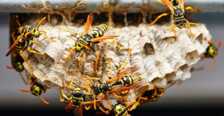 The Underrated Texas Porch Plant That Keeps Wasps From Nesting By Your Door