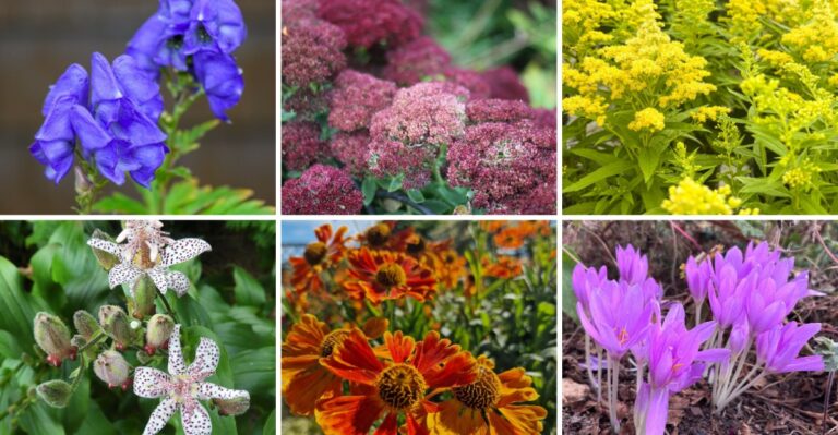 12 Fall-Blooming Perennials That Peak When Everything Else Fades