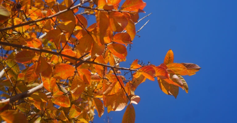 black gum tree (featured image)