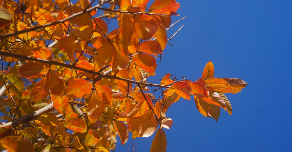 black gum tree (featured image)