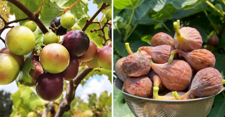 These North Carolina Fruits Reach Peak Harvest In September