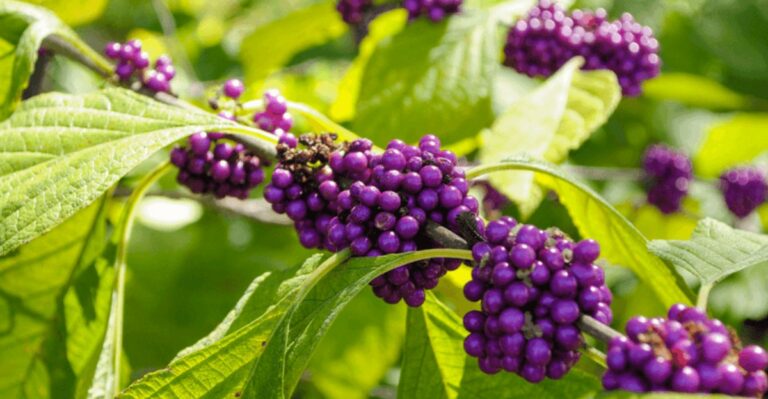 The Forgotten Texas Shrub More Backyard Gardeners Are Planting This Fall