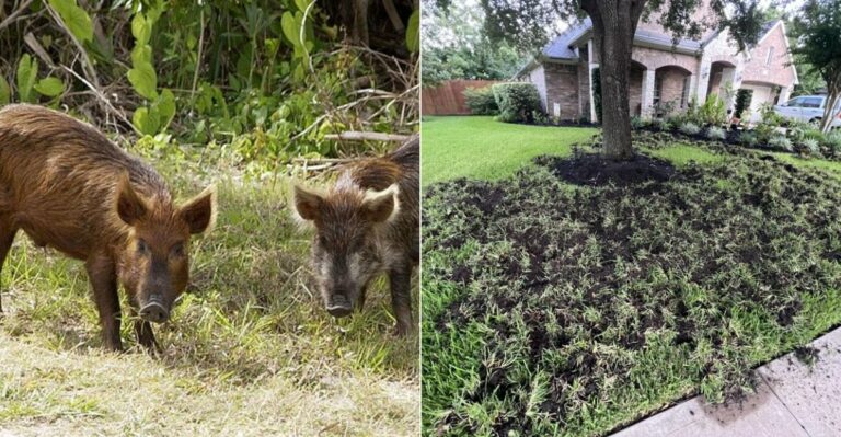 What It Means When Wild Pigs Start Tearing Up Your California Yard
