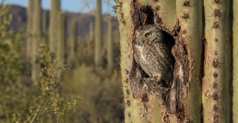 Elf Owls Move Into Arizona Yards At Dusk And Quietly Thin Out The Scorpions
