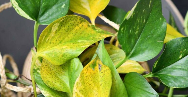 What Comes Indoors On Connecticut Houseplants Every September