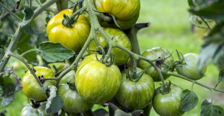 What To Do With Green Tomatoes When Michigan Frost Comes Early