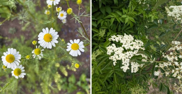 Pennsylvania Herbs That Give You More Than Just Leaves