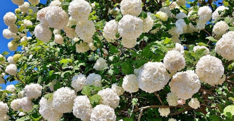 The September Task That Decides If Your North Carolina Viburnum Flowers Well Next Spring