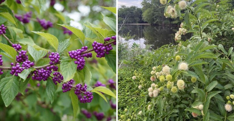 These Native Texas Shrubs Block Erosion Better Than Retaining Walls