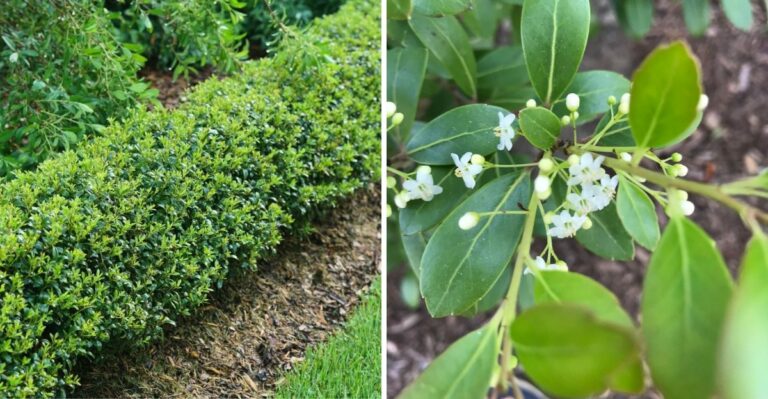 Skip Problem-Prone Boxwood Hedges And Plant This New York Native Screen Instead