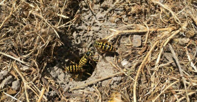 Where Yellowjackets Are Building Underground Nests In Michigan Right Now