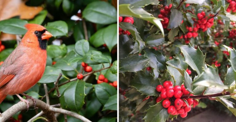 Plant These Florida Berry-Producing Shrubs If You Want Cardinals Visiting Without A Feeder