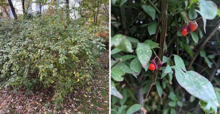 The Shrub Ohio Birds Help Spread Every Time They Eat Its Fall Berries