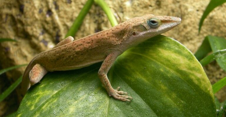 Why Georgia’s Green Garden Lizards Turn Brown As Fall Temperatures Drop