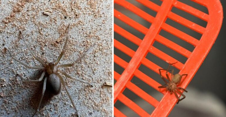 The Spider In Roughly Seven Of Ten Missouri Homes