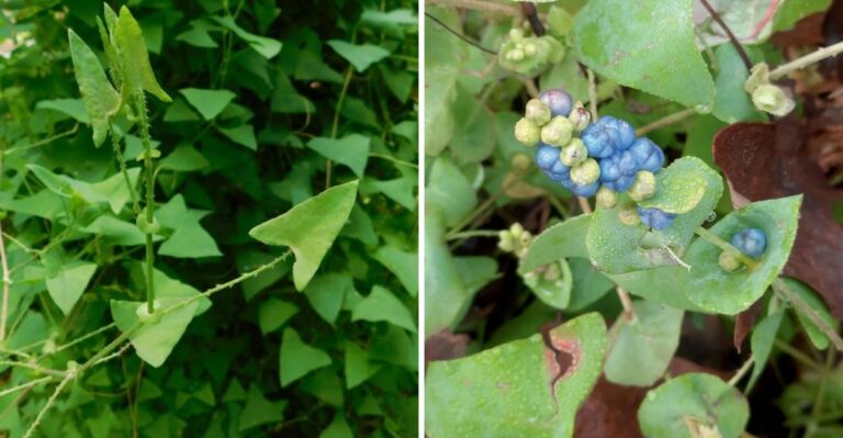 Don’t Touch This Beautiful But Invasive Pennsylvania Plant Spotted This September