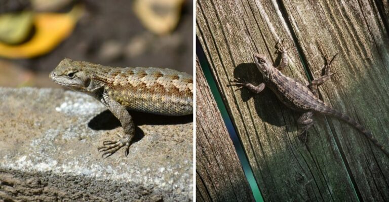 Why Are Lizards Basking All Over Texas Yards During This Warm Fall
