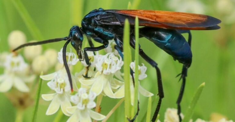 What It Really Means When Tarantula Hawks Show Up In Your California Yard This Fall