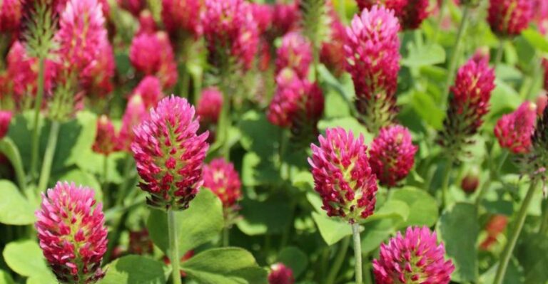 Why Crimson Clover Is A Smart September Cover Crop For Western Oregon Gardens