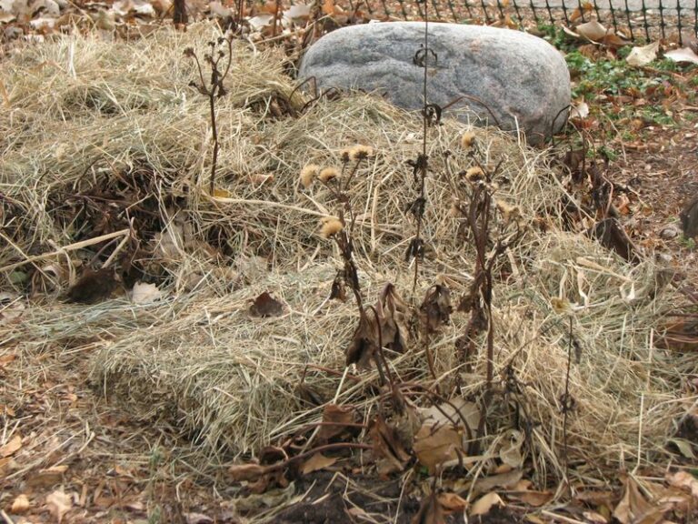 Loose Winter Mulch Can Help Reduce Frost-Heave Damage To Vulnerable Wisconsin Perennials