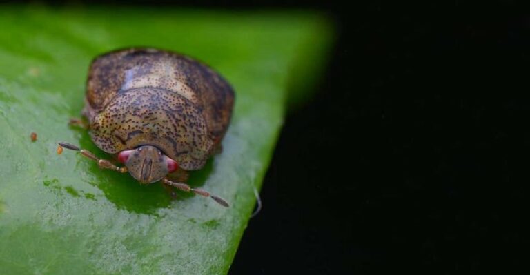 Tiny Square Bugs Are Leaving Kudzu Patches And Heading Straight For White Alabama Houses