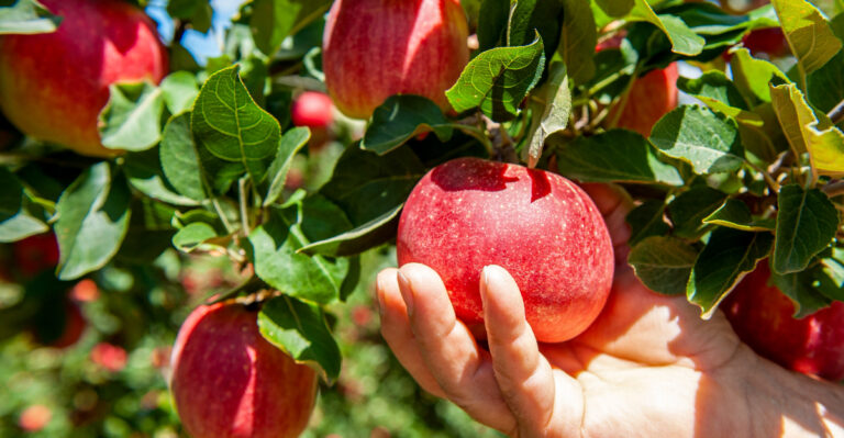 Connecticut Apples Are Ripening In An Order Most Pickers Do Not Know About