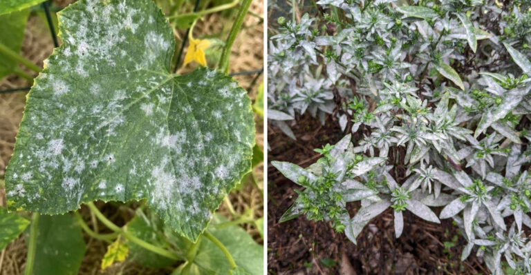 The Ohio Plants Showing Powdery Mildew Warning Signs Right Now