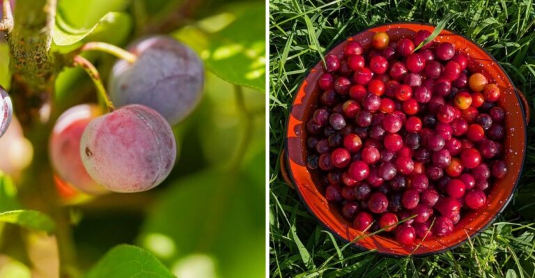 A Wild Plum That Thrives In Sand Is Ripening Along New Jersey Dunes Right Now