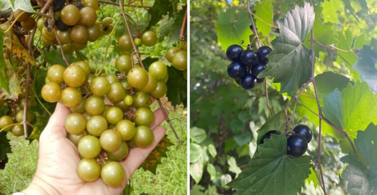 The Muscadine Grapes Putting On Their Best Show In Virginia Right Now
