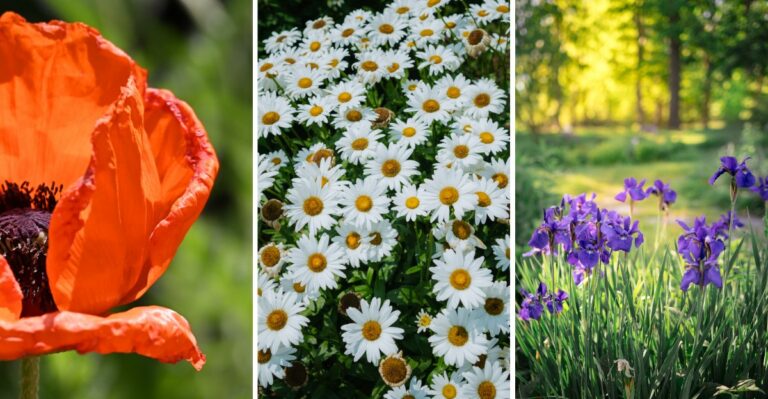 10 Perennials New York Gardeners Are Digging Up And Moving This Week