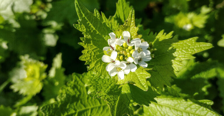 garlic mustard