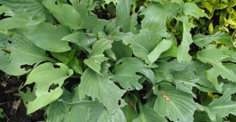 8 Places You Should Never Plant Hostas In Michigan