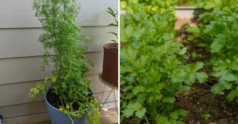 What Drooping Cilantro Leaves In Your North Carolina Garden Are Really Telling You