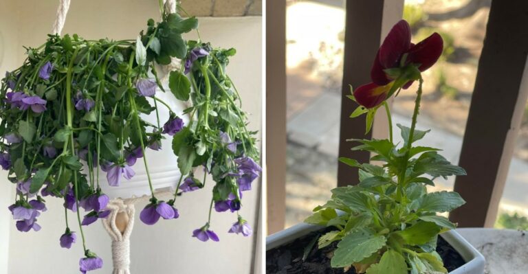 Why Pansies Stretch And Flop During A Warm North Carolina October