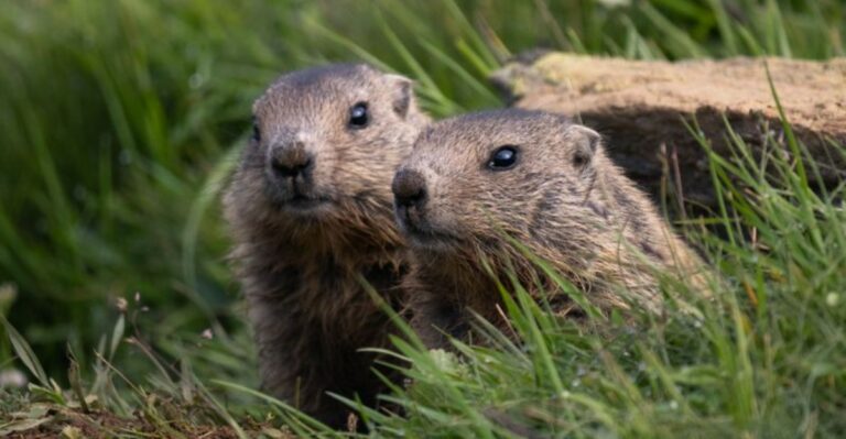 Why Colorado’s High Country Marmots Are Retreating Into Their Burrows