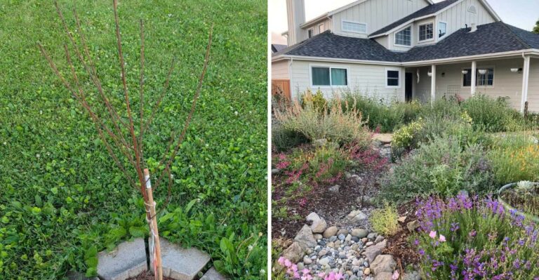 Is Your California Garden Ready For A Strong El Niño Winter?