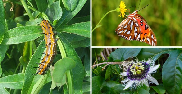 Orange Butterflies Circling Alabama Passionflower Vines Are Leaving Spiky Caterpillars Gardeners Should Not Remove