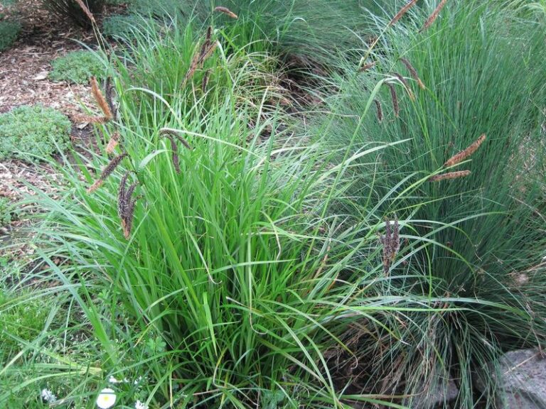 Which of these 5 rain-loving perennials would you plant along a soggy Oregon fence line? Pick one