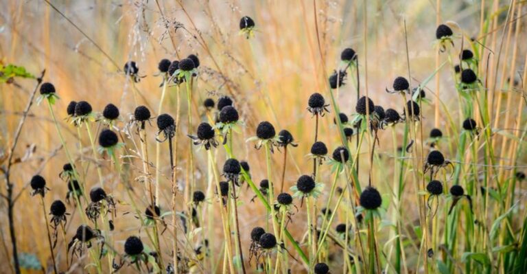 The Native Michigan Flower Seeds Gardeners Are Collecting In October To Plant Again Next Year
