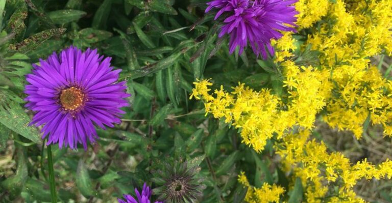 Why Michigan Native Asters And Goldenrod Are The Last Pollinator Food Before Winter