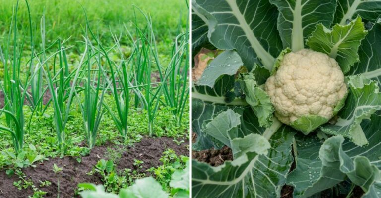 These Georgia Vegetables Can Still Be Planted In October For A Cool-Season Harvest